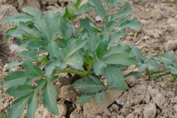 白芷種植技術 白芷種植時間及方法