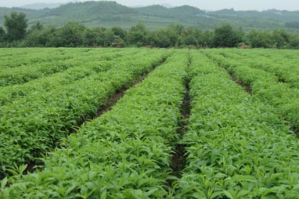 白芷種植技術 白芷種植時間及方法