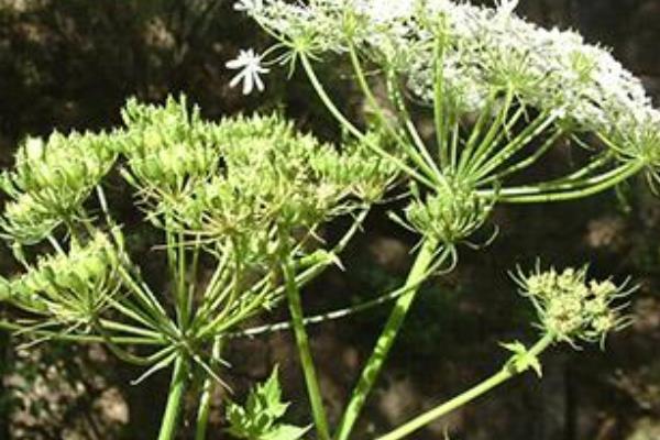 白芷種植技術 白芷種植時間及方法