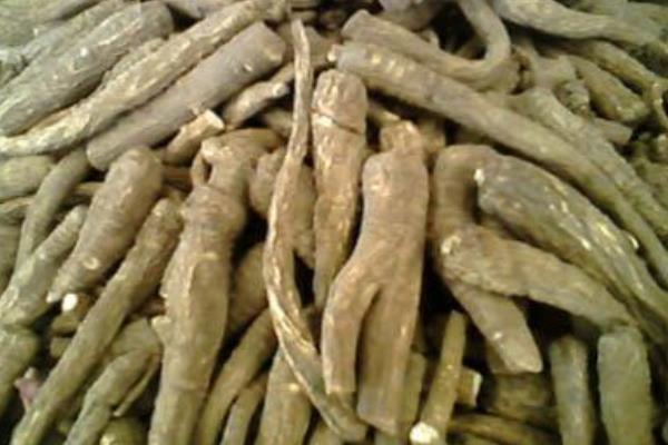 白芷種植技術 白芷種植時間及方法