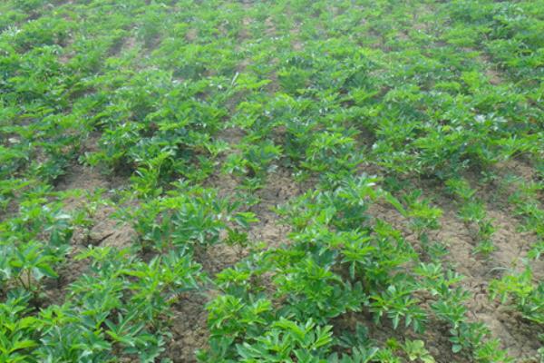 白芷種植技術 白芷種植時間及方法