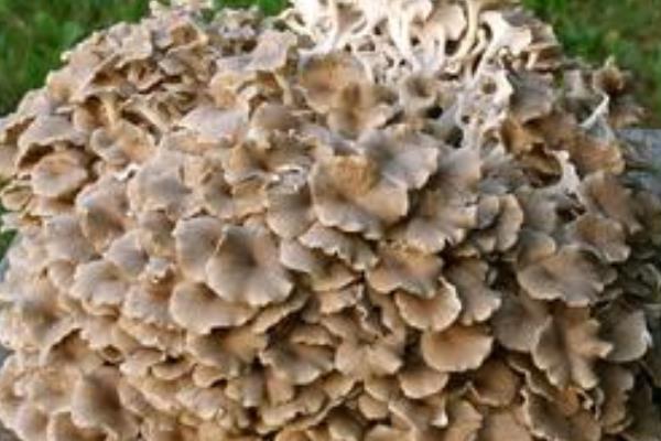 豬苓圖片大全  豬苓是什么