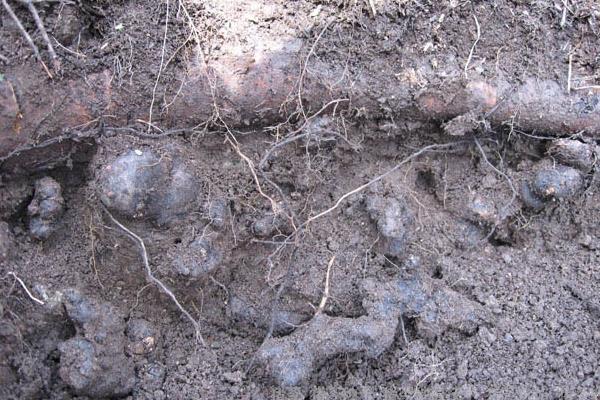 豬苓種子市場價格多少錢一斤  豬苓的產地