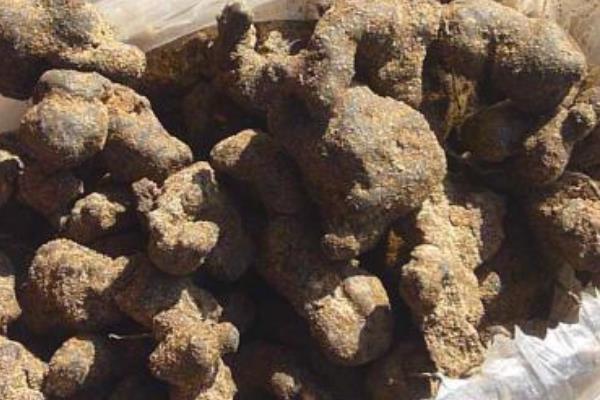 每畝地需要多少斤豬苓種子  豬苓種植技術