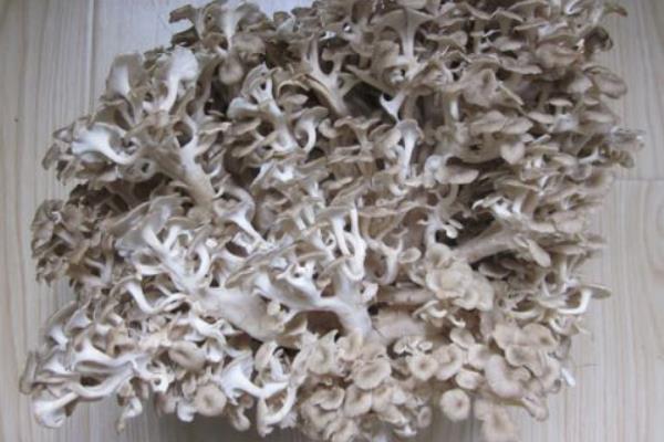 豬苓散的功效與作用及禁忌  豬苓的功效和作用