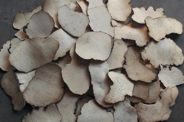 豬苓和茯苓的區別是什么  土茯苓與茯苓的區別