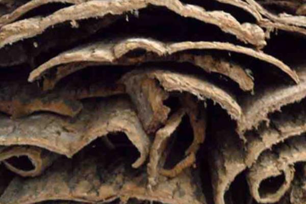 杜仲樹皮市場價格多少錢一斤  杜仲的功效和作用