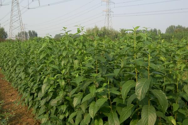 杜仲樹苗多少錢一棵  杜仲的養殖方法