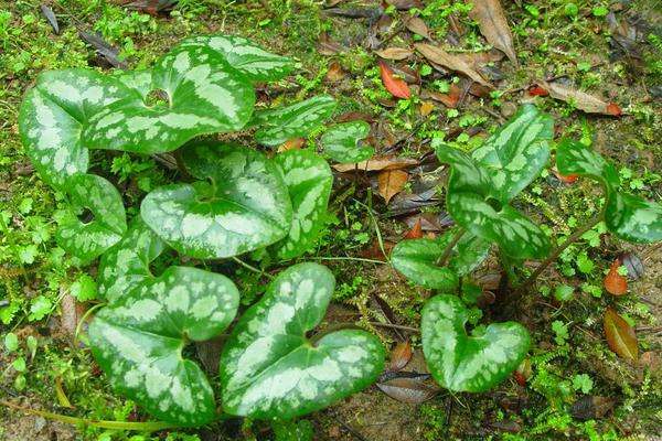 土細辛的功效與作用及禁忌 土細辛的鑒別