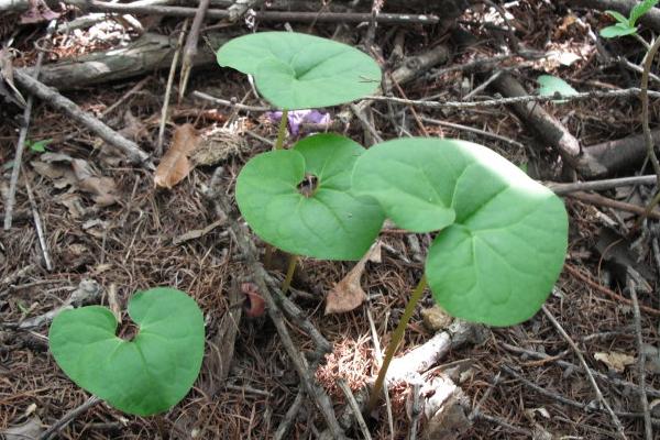 細(xì)辛產(chǎn)地在哪里 細(xì)辛的生長習(xí)性