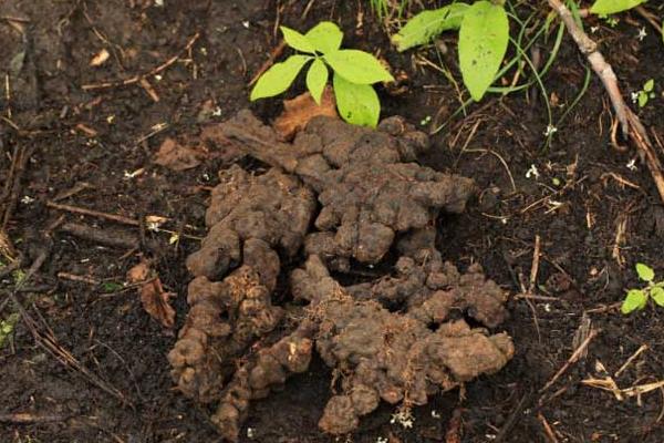 豬苓市場價格多少錢一斤 什么是豬苓