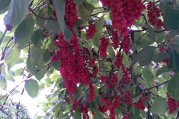 五味子樹苗多少錢一株 五味子樹苗的種植方法