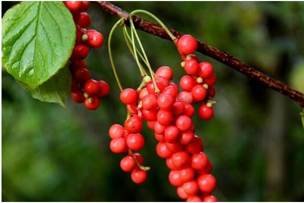 南北五味子的區別是什么 五味子的食用方法