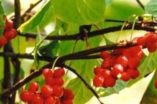 南北五味子的區別是什么 五味子的食用方法