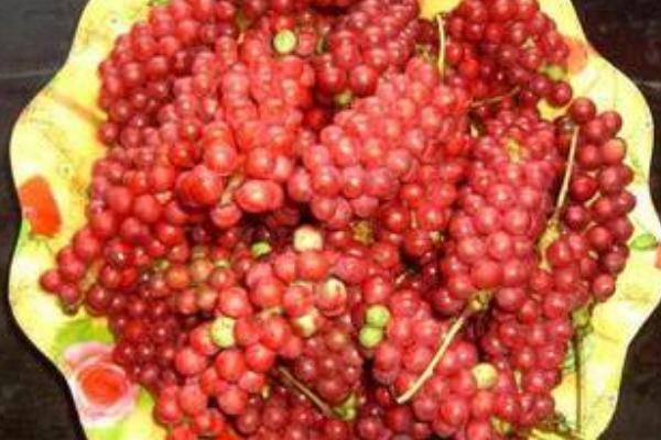 南北五味子的區別是什么 五味子的食用方法