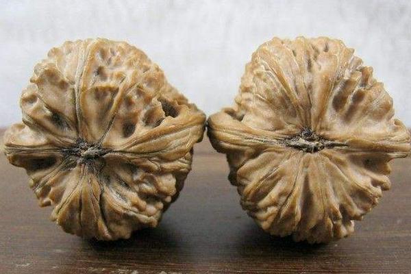 白獅子頭核桃怎樣盤玩 白獅子頭核桃的特點(diǎn)