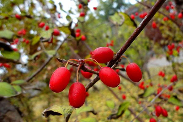 山茱萸產(chǎn)地在哪里 山茱萸的藥用功效