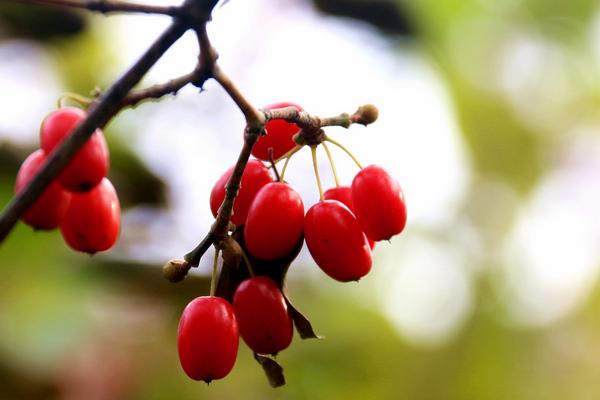 山茱萸產(chǎn)地在哪里 山茱萸的藥用功效