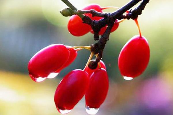 山茱萸產(chǎn)地在哪里 山茱萸的藥用功效
