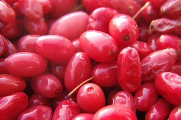 山茱萸產(chǎn)地在哪里 山茱萸的藥用功效