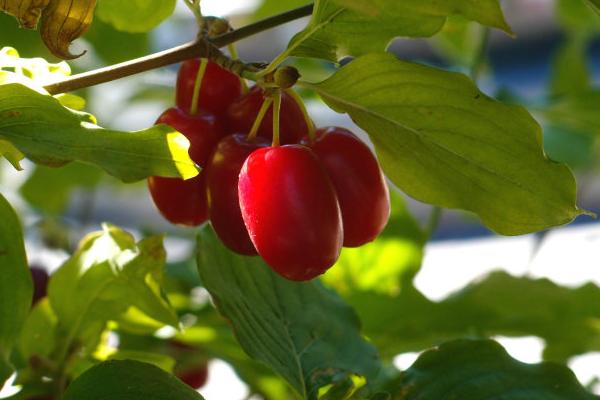 山茱萸是山萸肉嗎 山茱萸與吳茱萸的區(qū)別