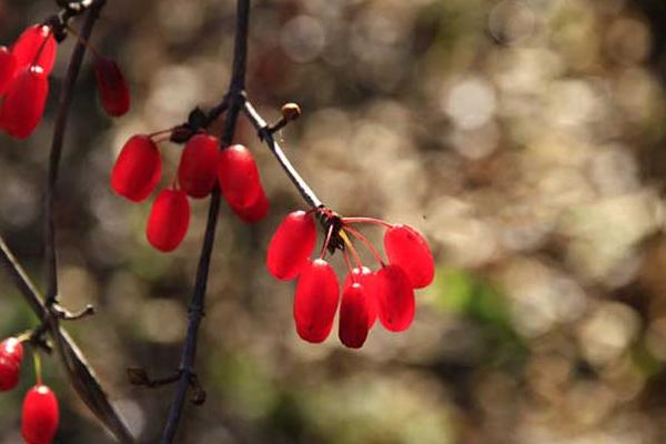 山茱萸種植技術(shù) 山茱萸的田間管理