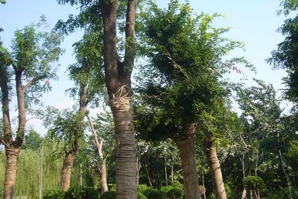 黃連木圖片大全  黃連木簡介