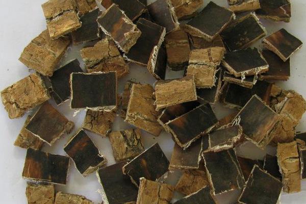 杜仲豬尾湯的功效與作用 杜仲豬尾湯的做法