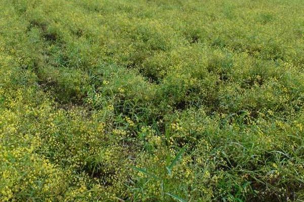 柴胡畝產(chǎn)量是多少 種柴胡效益怎么樣 柴胡市場前景