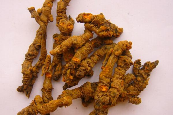 黃連圖片大全 黃連是什么 黃連治什么病