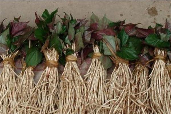 魚腥草市場價格多少錢一斤 魚腥草的種植技術(shù)
