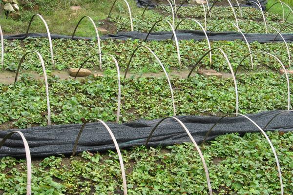 魚腥草市場價格多少錢一斤 魚腥草的種植技術(shù)