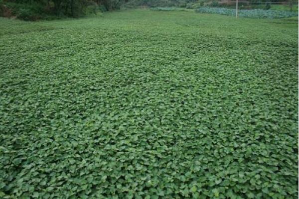 魚腥草市場價格多少錢一斤 魚腥草的種植技術(shù)