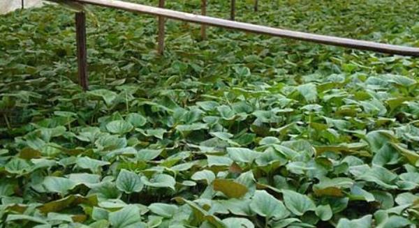 魚腥草市場價格多少錢一斤 魚腥草的種植技術(shù)