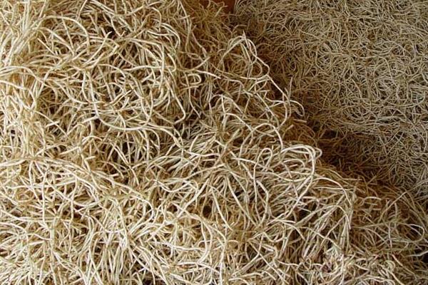 魚腥草市場價格多少錢一斤 魚腥草的種植技術(shù)