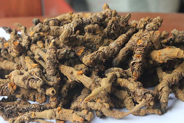 黃連圖片大全 黃連是什么 黃連治什么病