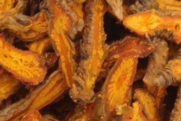 黃連圖片大全 黃連是什么 黃連治什么病