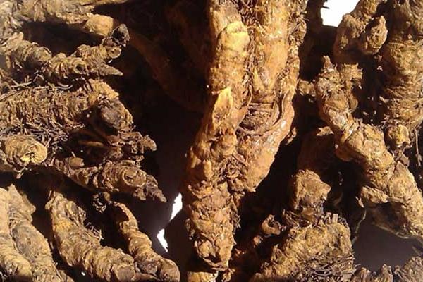 黃連圖片大全 黃連是什么 黃連治什么病