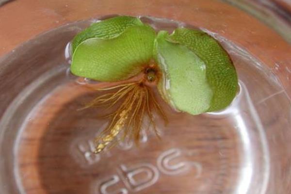 魚腥草能治痔瘡嗎 魚腥草治療痔瘡的做法