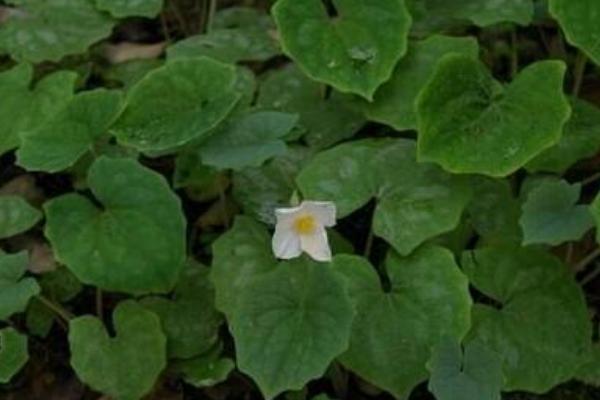 黃連市場價格多少錢一斤 黃連的產(chǎn)地