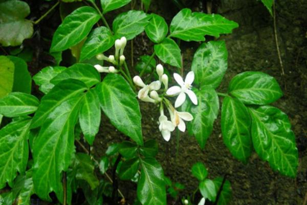 黃連市場價格多少錢一斤 黃連的產(chǎn)地