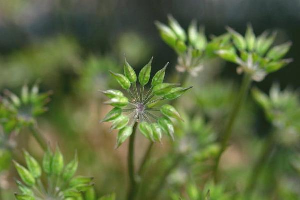 黃連市場價格多少錢一斤 黃連的產(chǎn)地