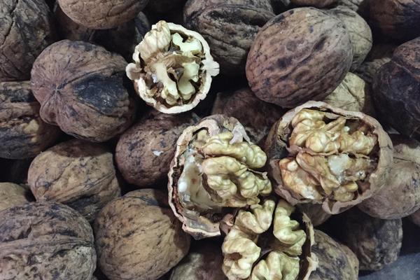 黑核桃的功效與作用及禁忌 黑核桃的主要價值