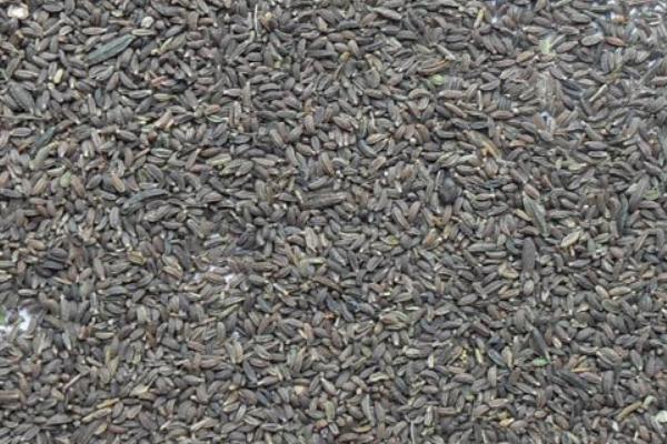 柴胡種子市場價格多少錢一斤  柴胡種子處理方法