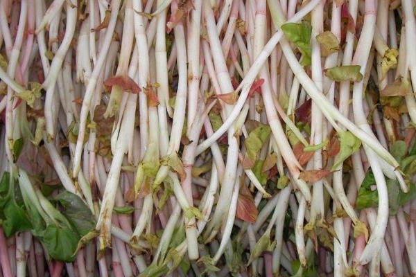魚腥草圖片大全 魚腥草別名