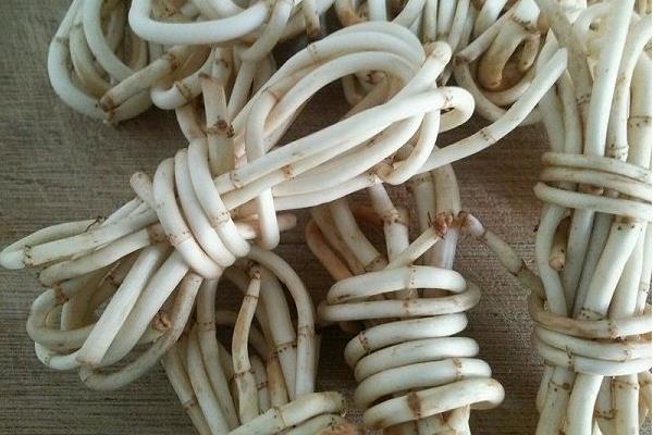 魚腥草圖片大全 魚腥草別名