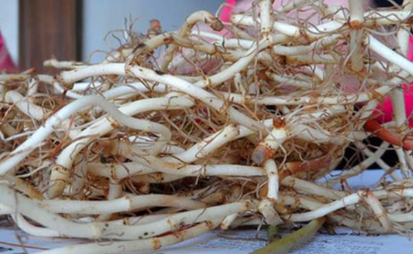 魚腥草圖片大全 魚腥草別名