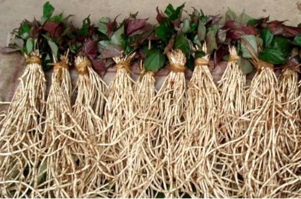 魚腥草圖片大全 魚腥草別名