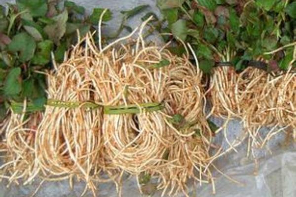 魚腥草圖片大全 魚腥草別名