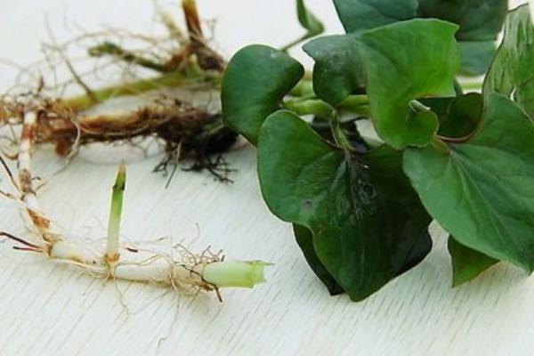 魚腥草圖片大全 魚腥草別名